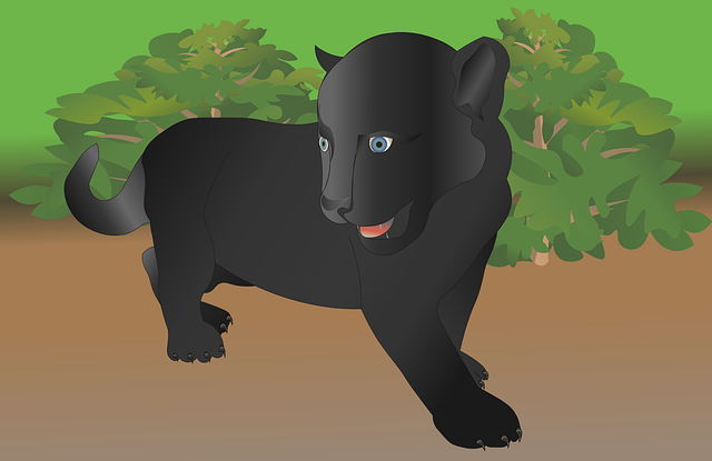 Free download Leopard Black Cub - Free vector graphic on Pixabay free illustration to be edited with GIMP free online image editor