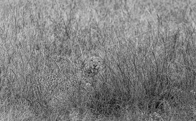 Free download leopard mammal feline spots animal free picture to be edited with GIMP free online image editor