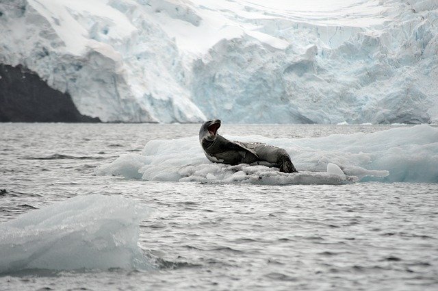 Free download Leopard Seal Ice -  free photo or picture to be edited with GIMP online image editor