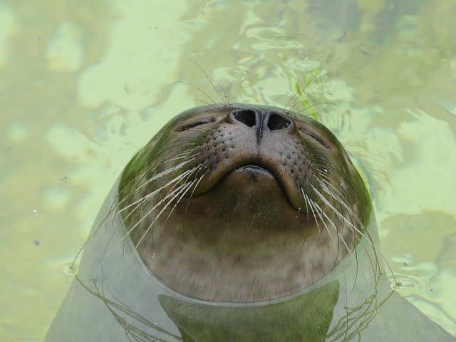 Free download Leopard Seal Robbe Beard Hair -  free photo or picture to be edited with GIMP online image editor