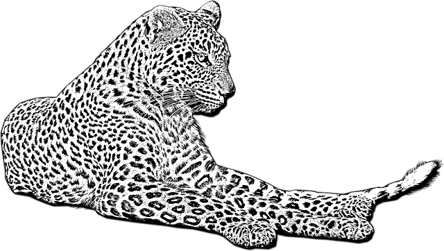 Free download Leopard Wild Cat African -  free illustration to be edited with GIMP free online image editor