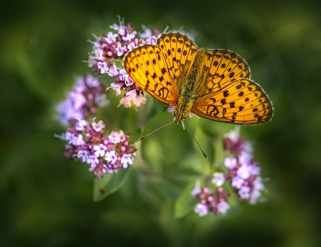 Free download lesser marbled fritillary butterfly free picture to be edited with GIMP free online image editor