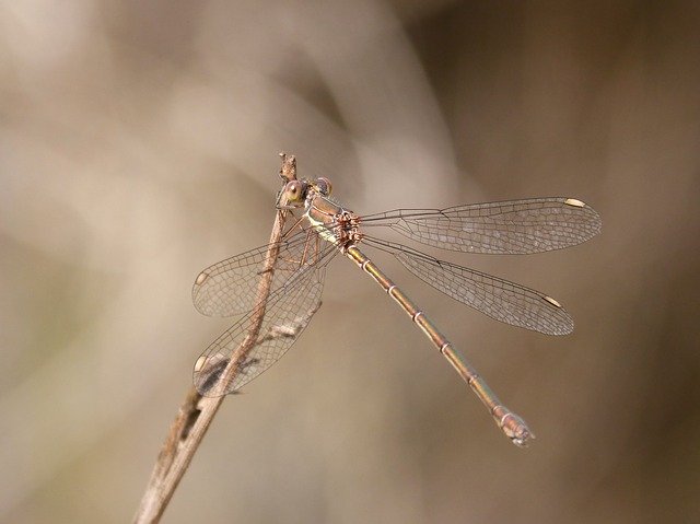 Free download Lestes Viridis Damselfly Dragonfly -  free photo or picture to be edited with GIMP online image editor