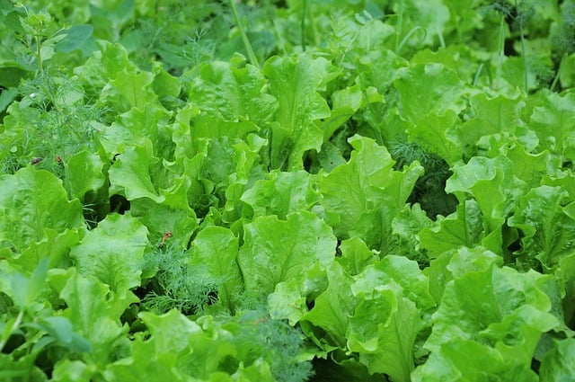 Free download lettuce garden greens agriculture free picture to be edited with GIMP free online image editor