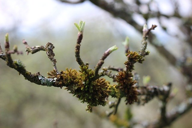 Free download Lichen Branch Tree -  free photo or picture to be edited with GIMP online image editor