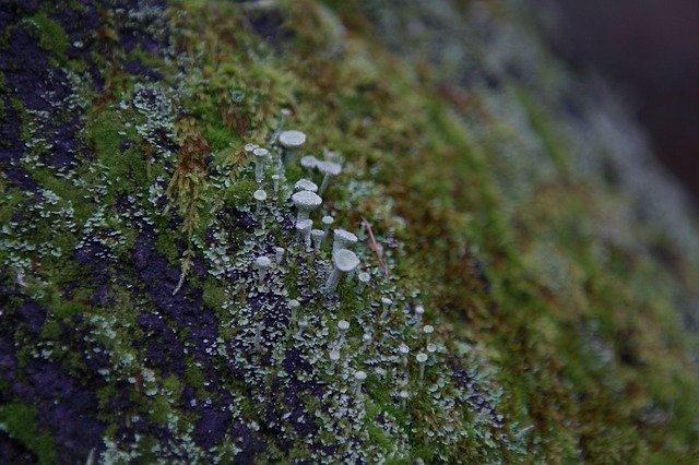 Free download Lichen Cladonia Wood -  free photo or picture to be edited with GIMP online image editor