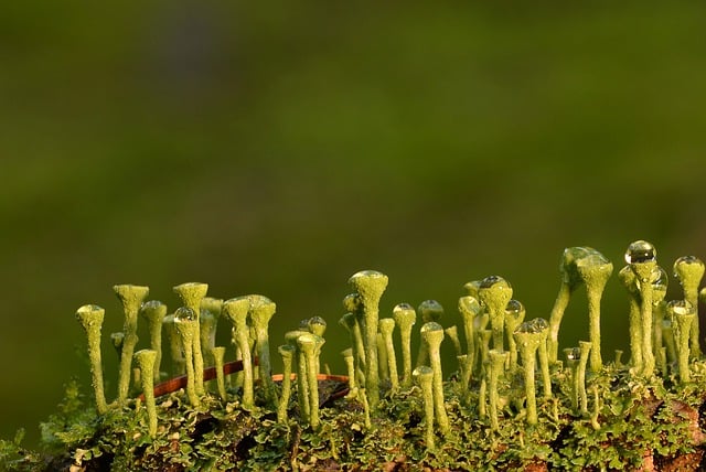 Free download lichen cup lichen forest rain free picture to be edited with GIMP free online image editor