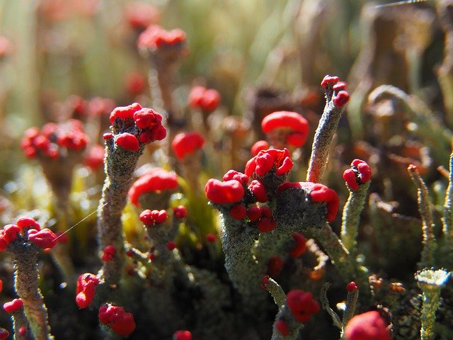 Free download Lichen Nature Red Forest -  free photo or picture to be edited with GIMP online image editor