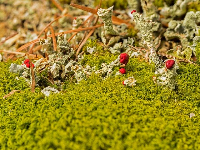 Free download Lichen Pillar Rotfrüchtige -  free photo or picture to be edited with GIMP online image editor