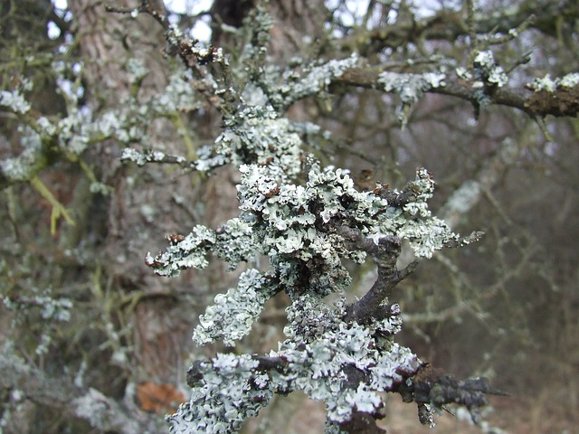 Free download lichen wood forest nature beech hg free picture to be edited with GIMP free online image editor