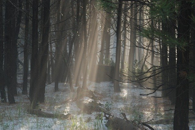 Free download Light Fog Forest -  free photo or picture to be edited with GIMP online image editor