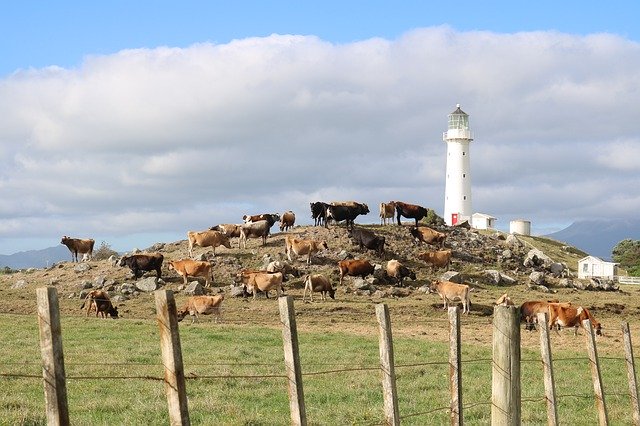 Free download Lighthouse Farm Cows -  free photo or picture to be edited with GIMP online image editor