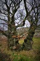 Free download Lightning Split Oak Tree Beneath Greenhow Bank free photo or picture to be edited with GIMP online image editor