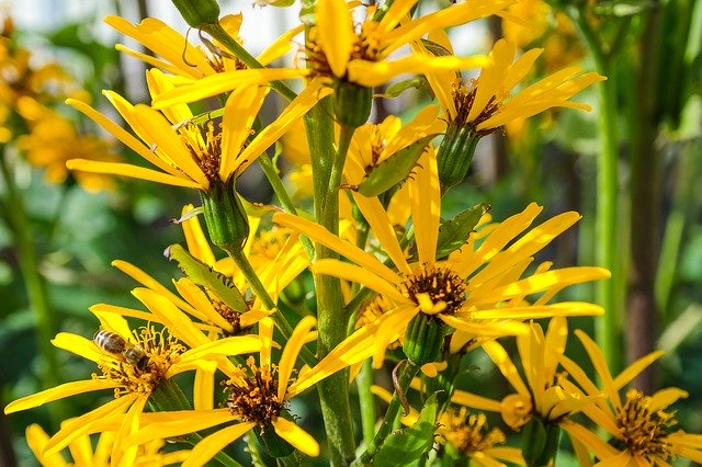 Free download Ligularia Gold Piston Blossom -  free photo or picture to be edited with GIMP online image editor