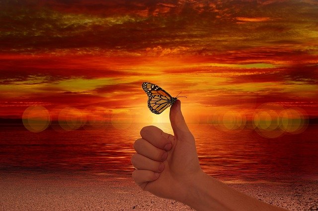 Free download like thumb butterfly ease wellness free picture to be edited with GIMP free online image editor