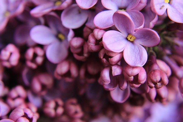 Free download Lilac Close Up Purple -  free photo or picture to be edited with GIMP online image editor