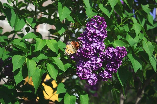 Free download Lilac Flowers Purple -  free photo or picture to be edited with GIMP online image editor