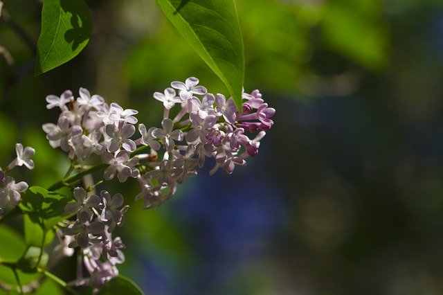 Free download Lilac Mov Blooming -  free photo or picture to be edited with GIMP online image editor