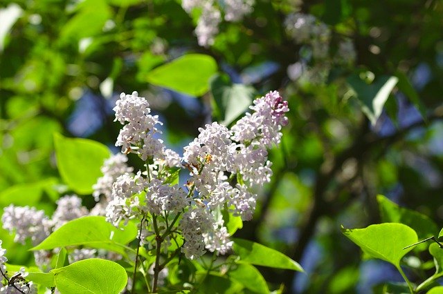 Free download Lilac Mov Flower -  free photo or picture to be edited with GIMP online image editor
