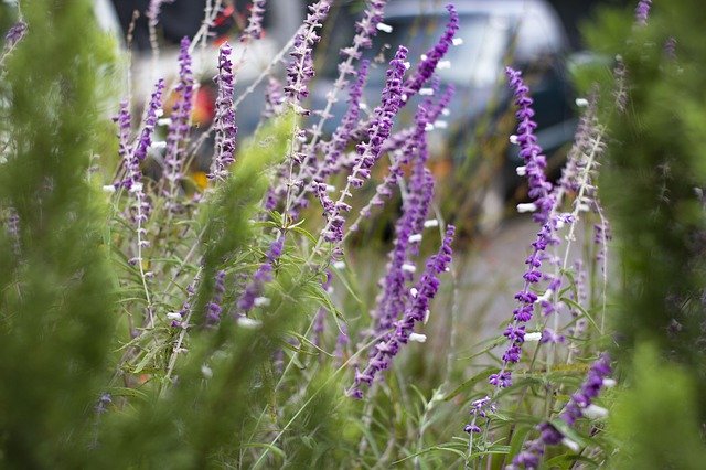 라일락 식물 향기(Lilac Plant Fragrant)를 무료로 다운로드하세요 - 김프 온라인 이미지 편집기로 편집할 수 있는 무료 사진 또는 그림