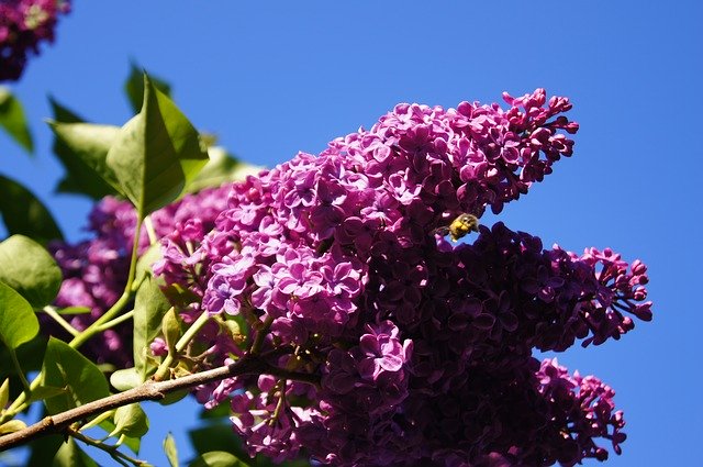 Free download Lilac Purple Blossom -  free photo or picture to be edited with GIMP online image editor