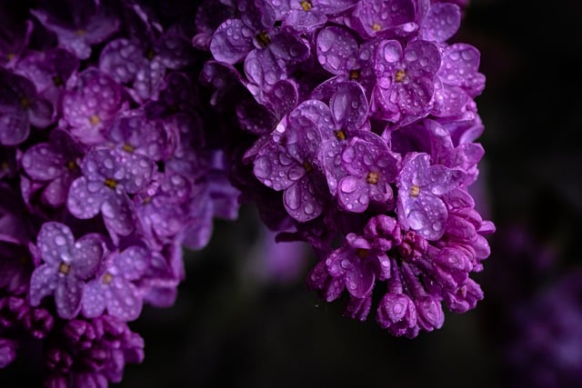 Free download lilac purple flowers dewdrops free picture to be edited with GIMP free online image editor