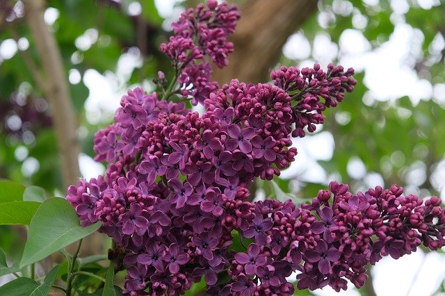 Free download Lilac Purple Spring -  free photo or picture to be edited with GIMP online image editor