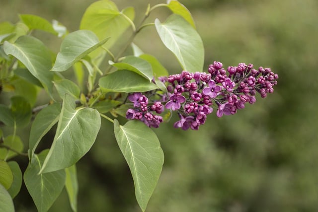 Free download lilacs flowers purple flowers free picture to be edited with GIMP free online image editor