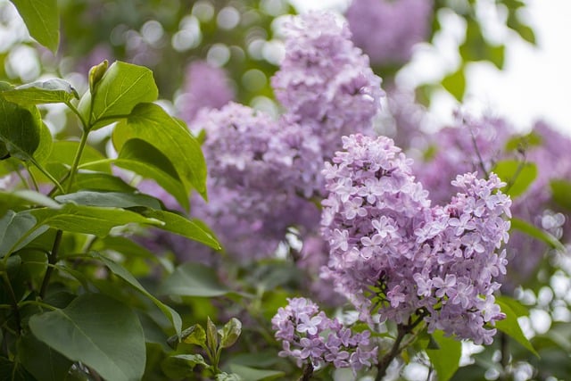 Free download lilacs flowers violet flowers free picture to be edited with GIMP free online image editor