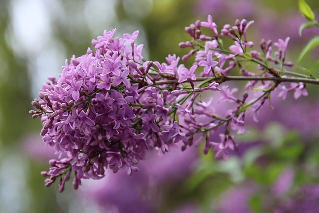 Free download lilac spring blossom bloom purple free picture to be edited with GIMP free online image editor