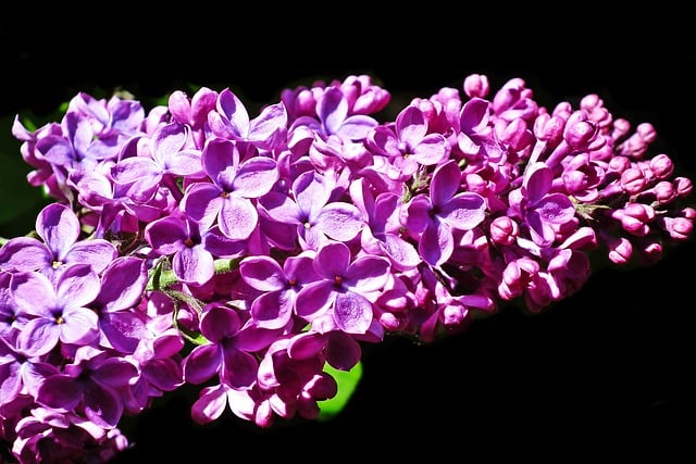 Free download lilacs sprig flowers blue spring free picture to be edited with GIMP free online image editor