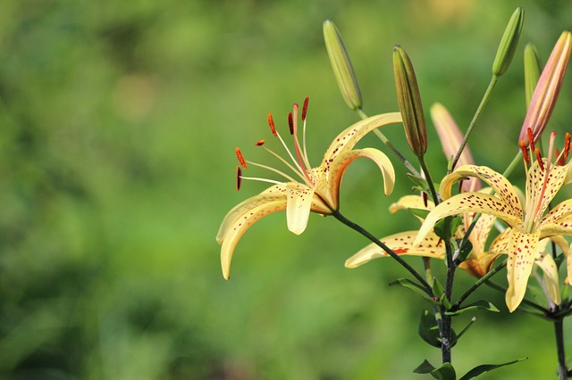 Free download lilies nature plant flower bloom free picture to be edited with GIMP free online image editor