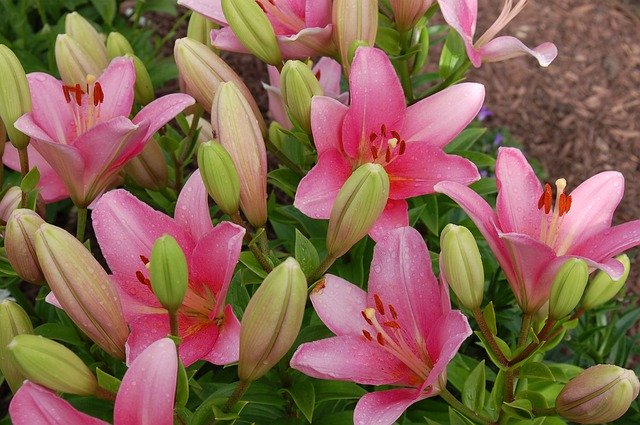 Free download Lilies Pink Flower Bloom -  free photo or picture to be edited with GIMP online image editor