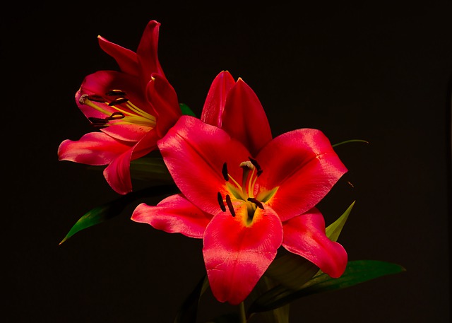 Free download lilies red lilies red flowers free picture to be edited with GIMP free online image editor