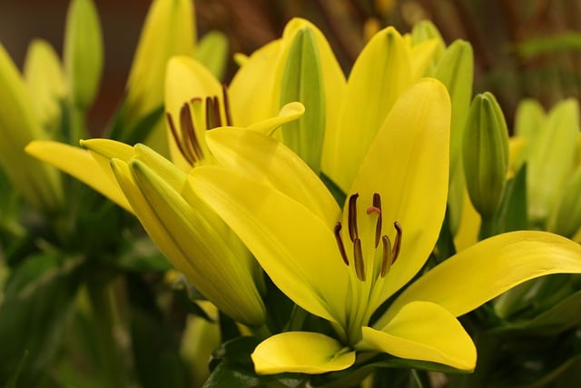 Free download lilies yellow easter flora garden free picture to be edited with GIMP free online image editor