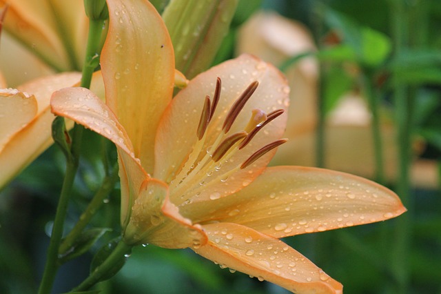 Free download lily close up dew drops nature free picture to be edited with GIMP free online image editor