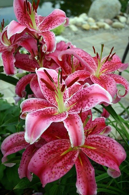 Free download Lily Flower Blossomed -  free photo or picture to be edited with GIMP online image editor