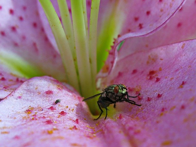 Téléchargement gratuit Lily Fly Insect - illustration gratuite à éditer avec l'éditeur d'images en ligne gratuit GIMP