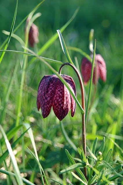 Free download Lily KingS Meadow -  free photo or picture to be edited with GIMP online image editor