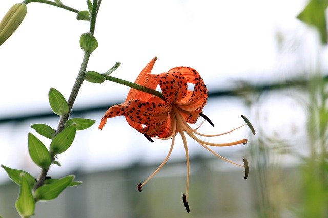 Free download Lily Lilium Lancifolium Summer -  free photo or picture to be edited with GIMP online image editor