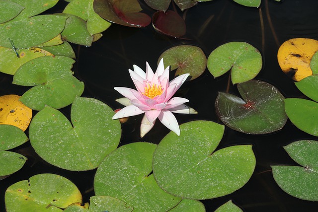 Free download lily lilypad pond flower water free picture to be edited with GIMP free online image editor