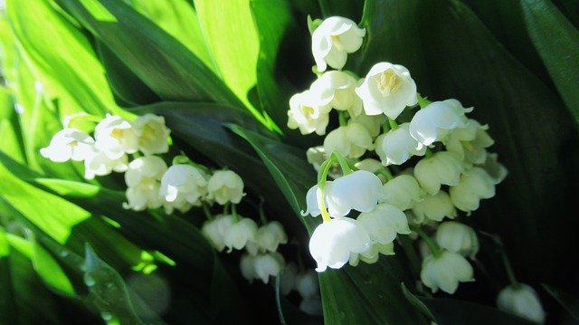 Free download Lily Of The Valley Flower White -  free photo or picture to be edited with GIMP online image editor