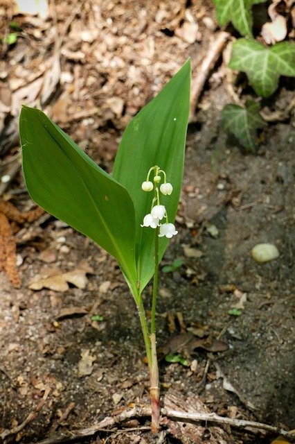 Free download Lily Of The Valley Forest Nature -  free photo or picture to be edited with GIMP online image editor