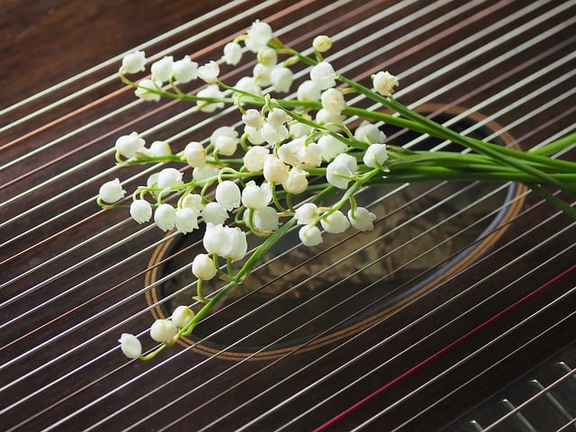 Free download lily of the valley zither free picture to be edited with GIMP free online image editor