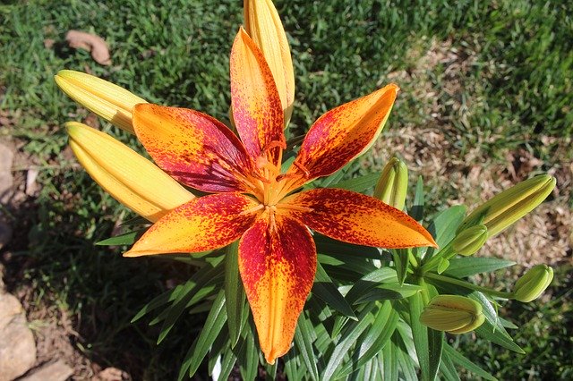 Free download Lily Orange Spotted -  free photo or picture to be edited with GIMP online image editor