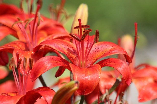 Free download Lily Red Flowers -  free photo or picture to be edited with GIMP online image editor