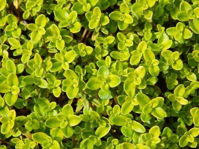 Free download Lime Thyme Herb -  free photo or picture to be edited with GIMP online image editor