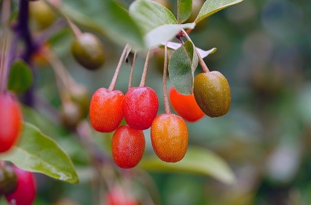 Free download linden tree nature fruit cherry free picture to be edited with GIMP free online image editor