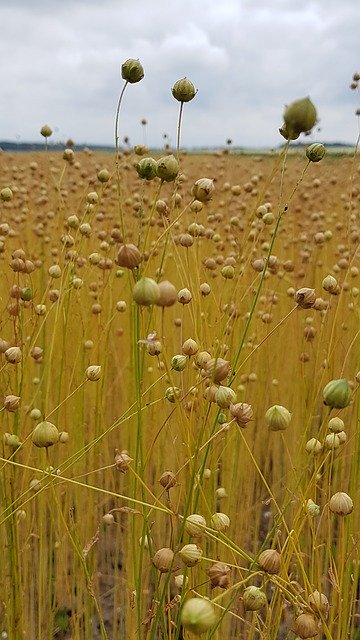 Free download Linen Flax Field -  free photo or picture to be edited with GIMP online image editor