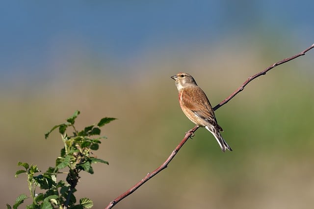 Free download linnet bird branch animal wildlife free picture to be edited with GIMP free online image editor